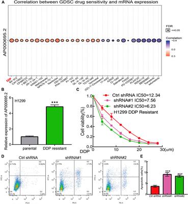 Long Non-Coding RNA AP000695.2 Acts as a Novel Prognostic Biomarker and Regulates the Cell Growth and Migration of Lung Adenocarcinoma